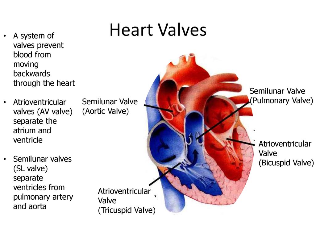 Structure Function Heart Ppt Download