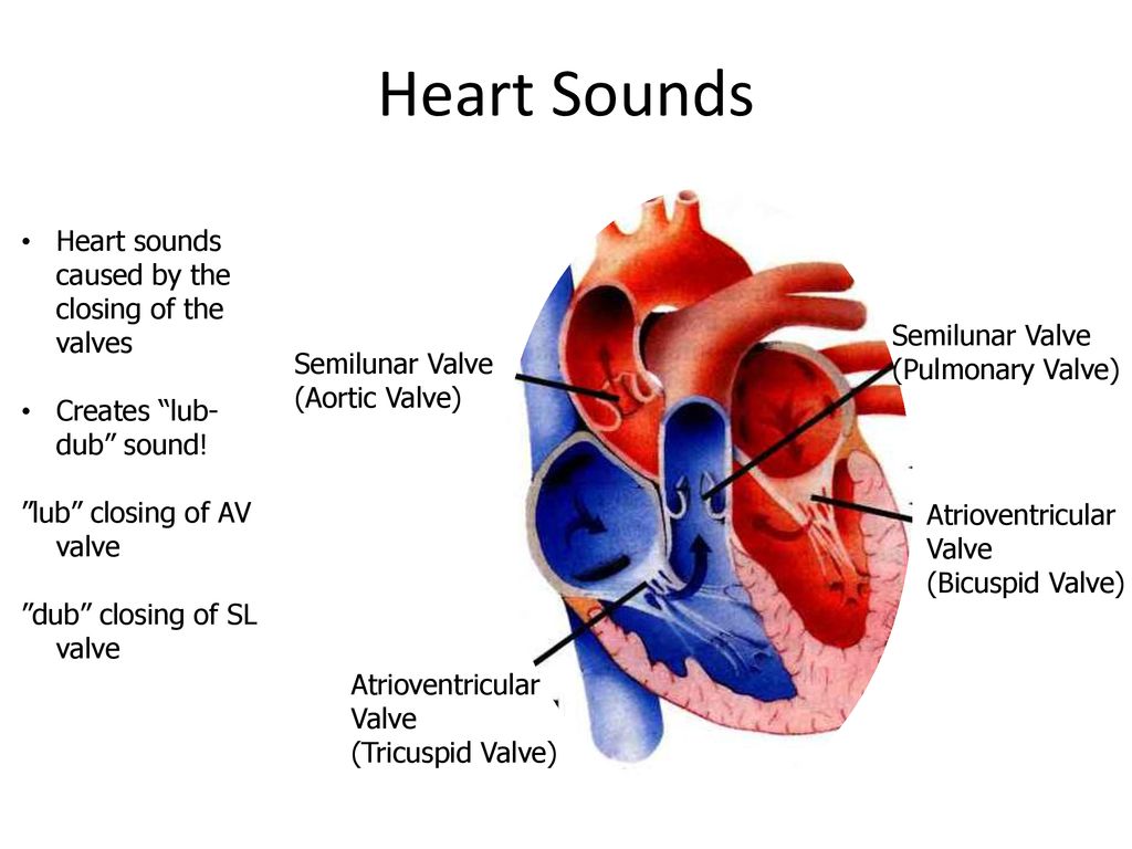 Aortic semilunar Valve. Атриовентрикулярный клапан. Heart function. Heart Sounds. Правый желудочек функции