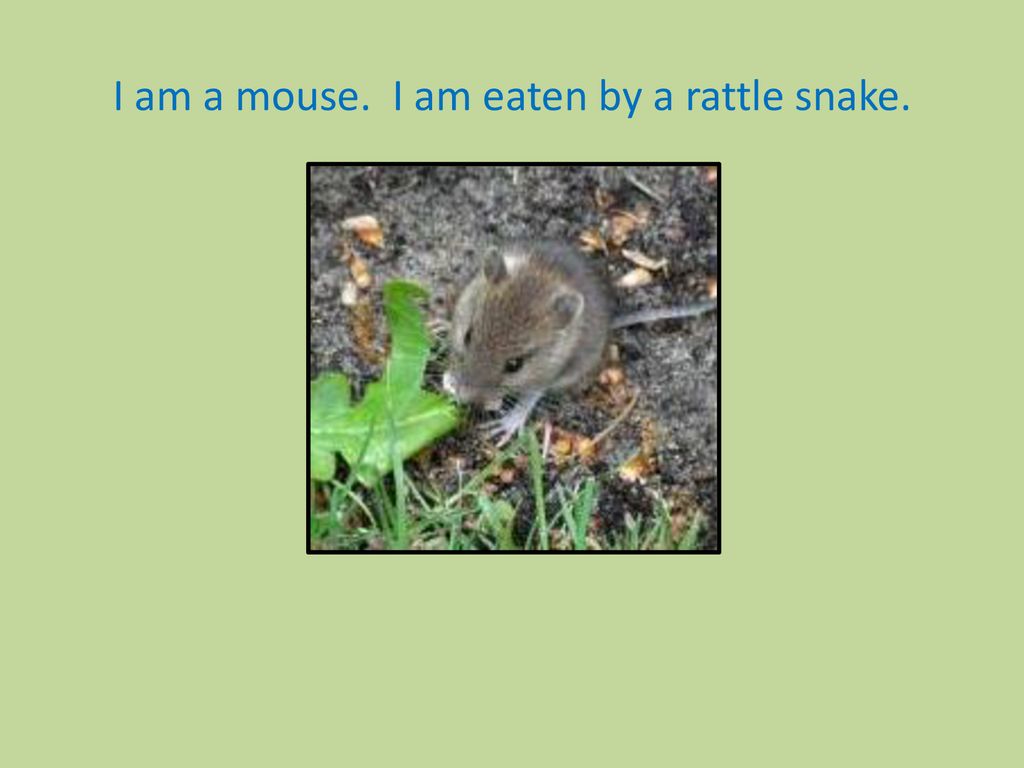 I Am Grass I Am Eaten By A Rabbit Ppt Download i-am-grass-i-am-eaten-by-a-rabbit-ppt-download