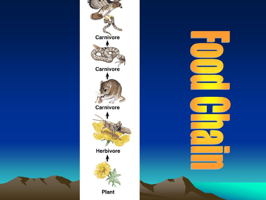 5 Food Chain Examples With Names 5 Food Chain Examples With Names