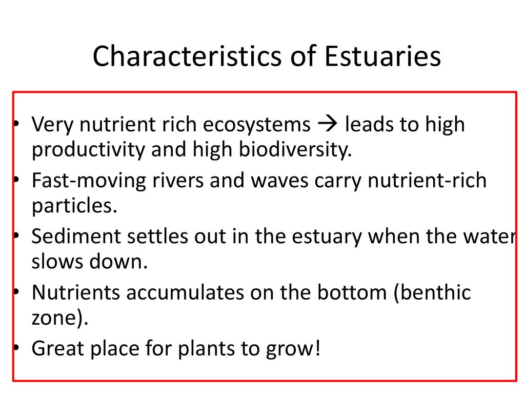 characteristics of estuaries