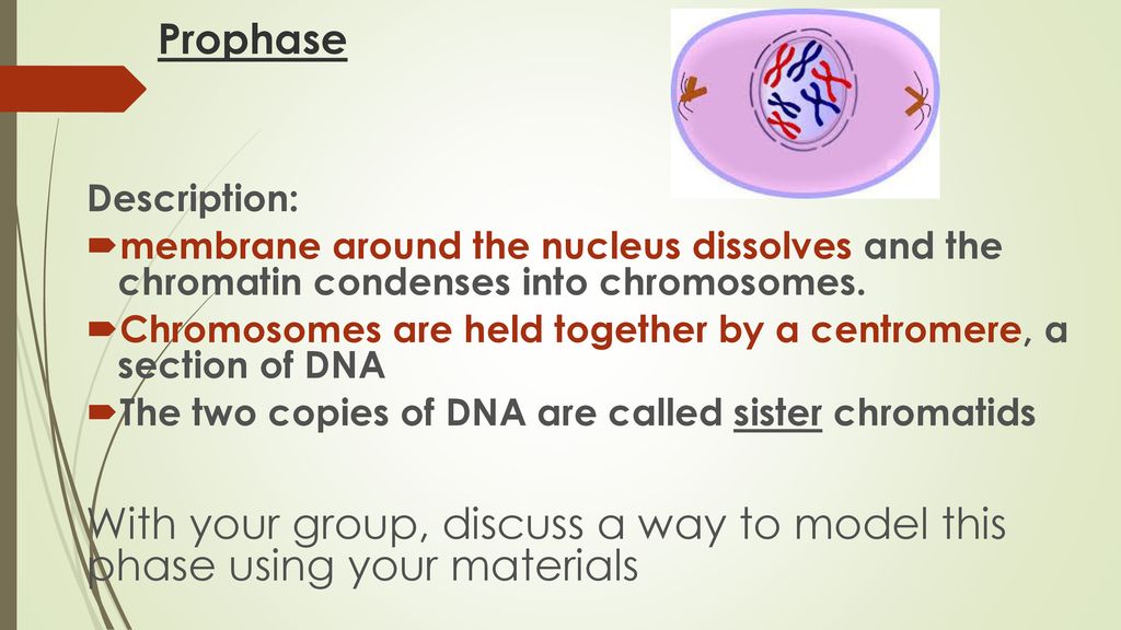 Modeling Mitosis How living things create new cells Biology Diagrams