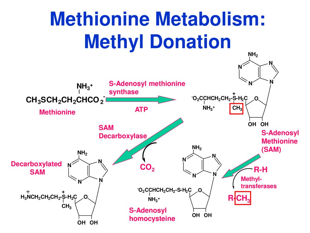 Метионин и липоевая кислота для печени. С аденозил метионин. Methionine metabolism. Аденозил l метионин. S аденозил l метионин.