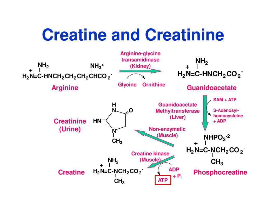 Фосфор креатинин. Креатинфосфат биохимия. Creatine kinase Reaction. Креатинфосфорная кислота. Молекула креатинфосфата.