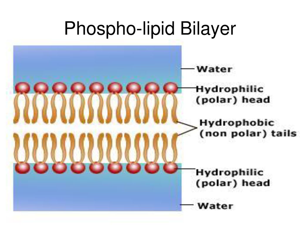 Lipids and Cell Membranes - ppt download