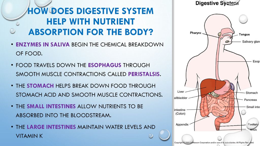 Systems for nutrient absorption and transport - ppt download