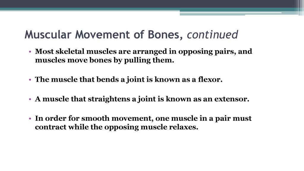 Muscular system ppt download