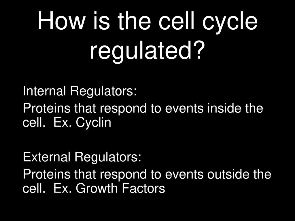 Regulation of the Cell Cycle Biology Diagrams