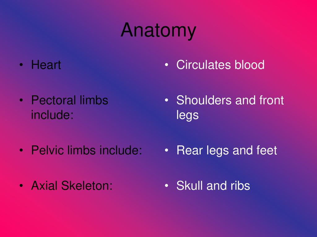 Anatomy Heart Pectoral limbs include: Pelvic limbs include: