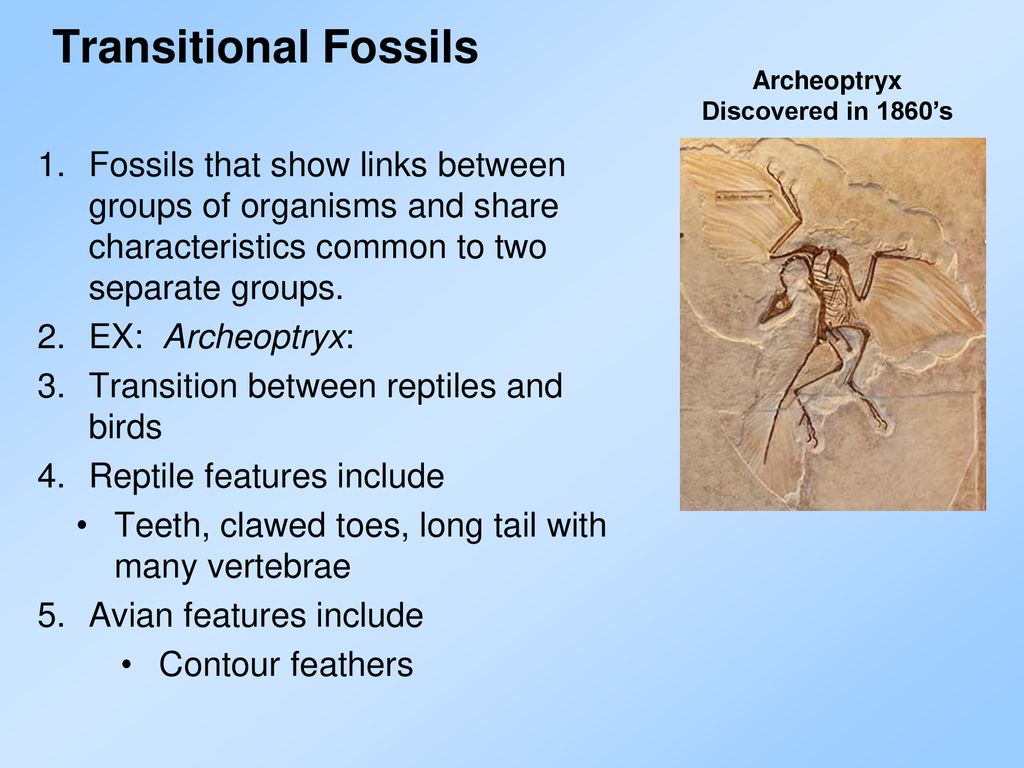 Speciation ppt download