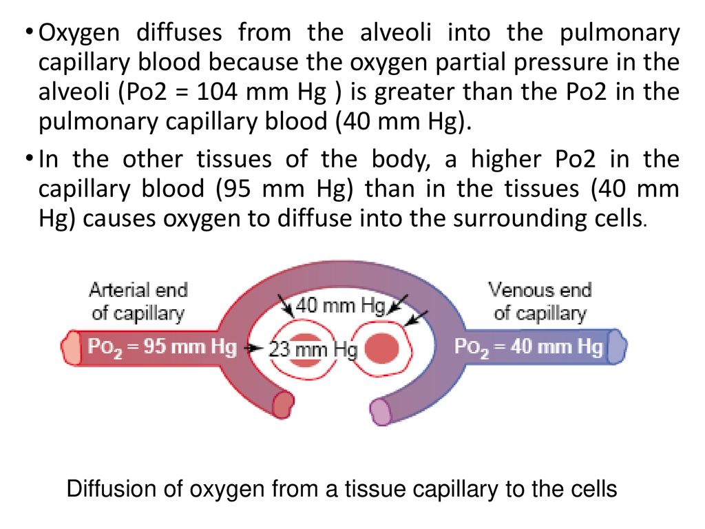 Oxygen diffuses from the alveoli into the pulmonary capillary blood because the oxygen partial pressure in the alveoli (Po2 = 104 mm Hg ) is greater than the Po2 in the pulmonary capillary blood (40 mm Hg).