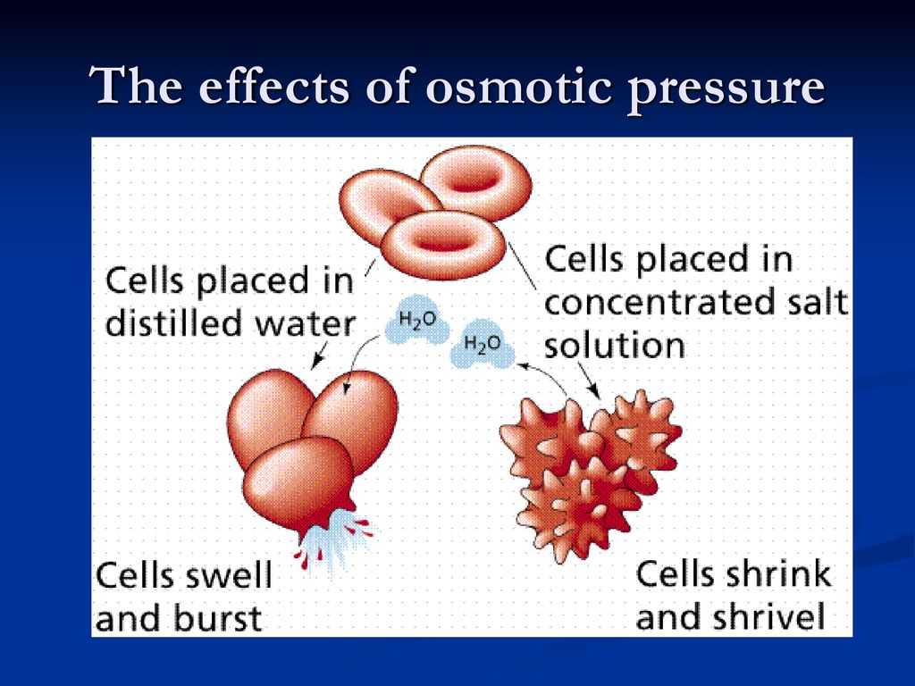 Osmosis diffusion active transport ppt download
