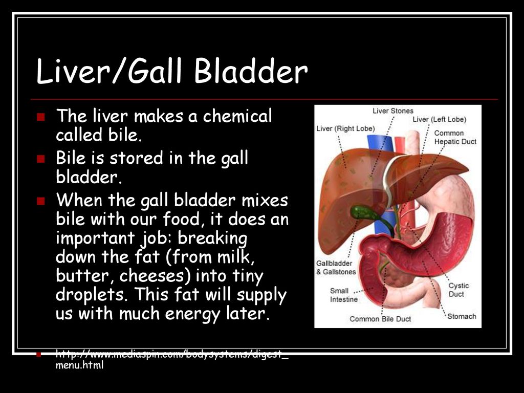 Liver/Gall Bladder The liver makes a chemical called bile.