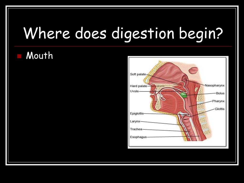 Where does digestion begin