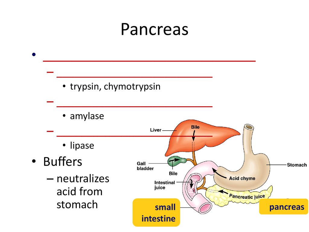 Pancreas _______________________________ Buffers