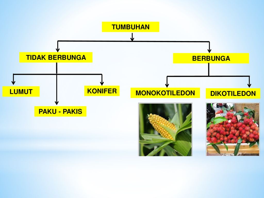 Maksud Biji Benih Monokotiledon Benih Toko