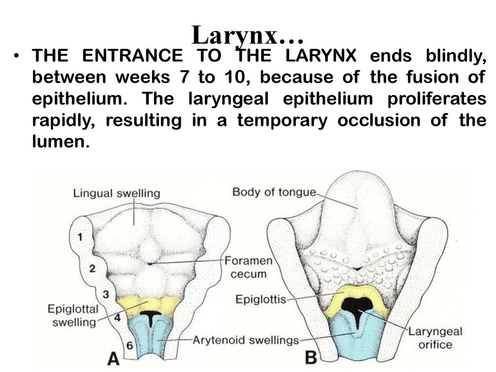 Development of The Lower Respiratory System: Larynx And Trachea - ppt ...