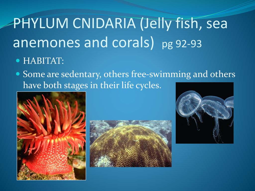 BIODIVERSITY OF ANIMALS ppt download