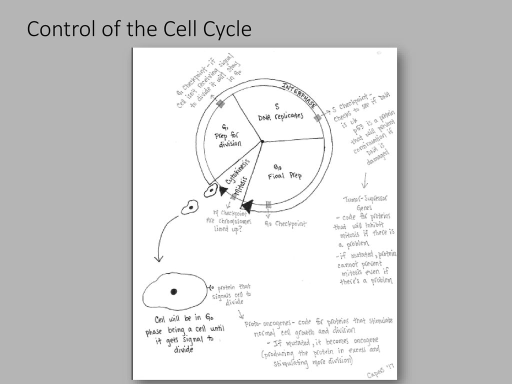Chapter 10 Cell Division General Biology I BSC ppt download Biology Diagrams