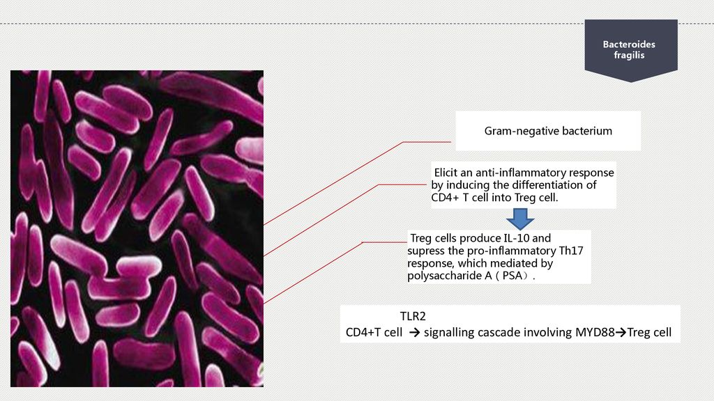 Gut Microbiota And Immunity - Ppt Download