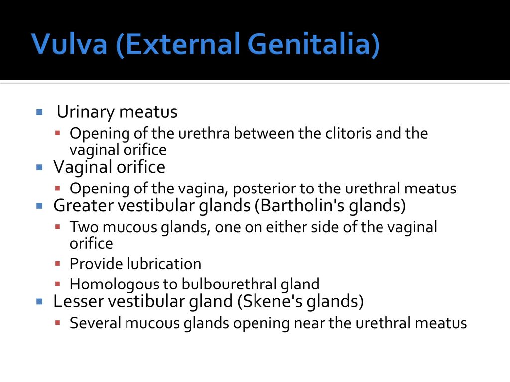 Chapter 32 Female Reproductive System Ppt Download