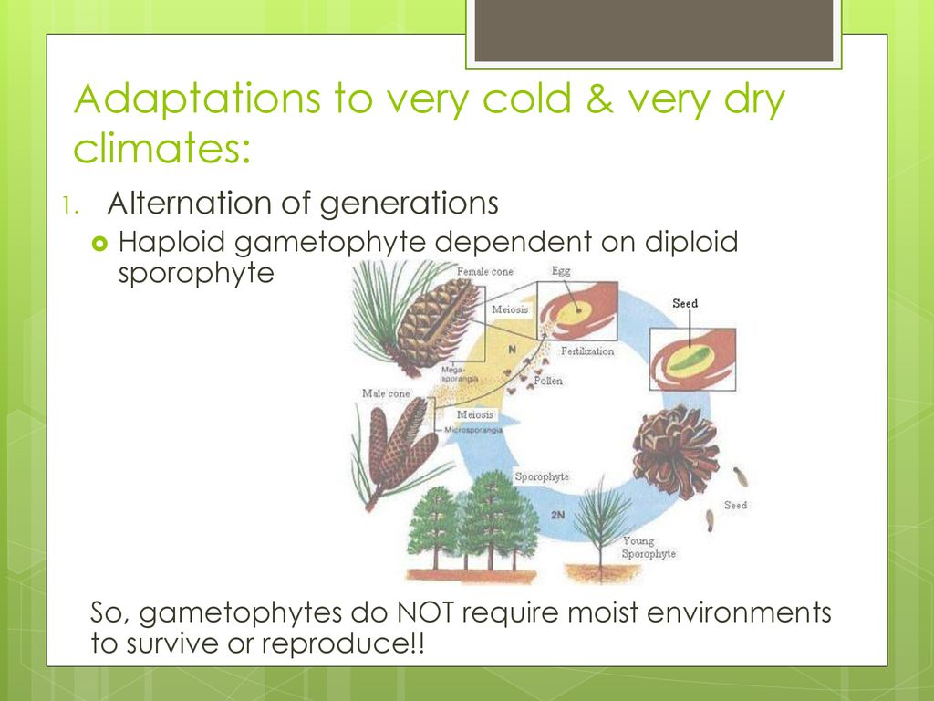 The Gymnosperms pp ppt download