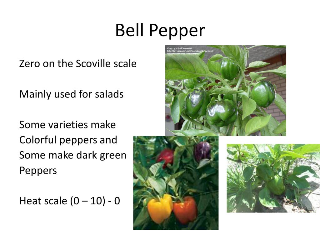 Peppers – Scoville Scale - ppt download