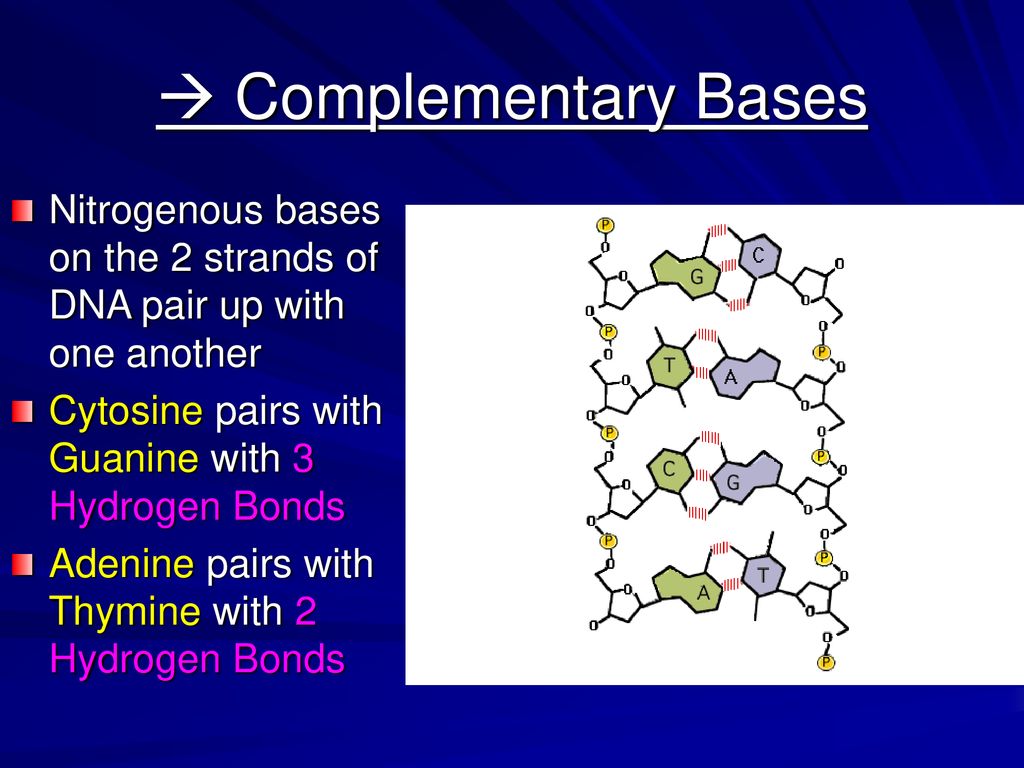 Dna and genes chapter 11 1 ppt download