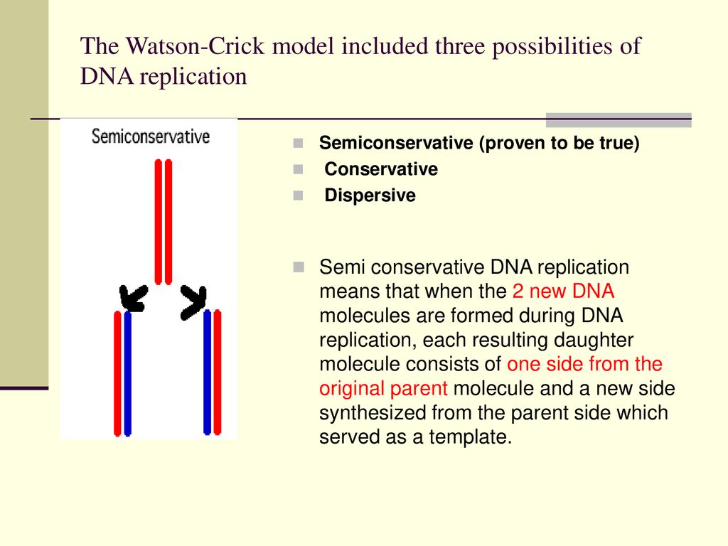 Chapter 9 Dna Replication Ppt Download Chapter 9 Dna Replication Ppt Download