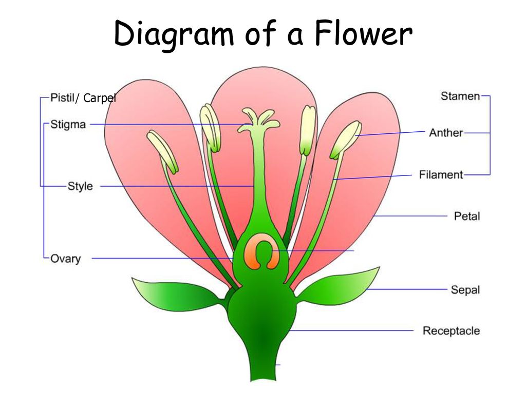 Dissecting A Flower dissecting-a-flower