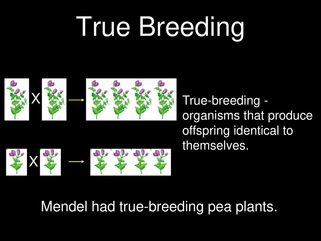 Introduction To Genetics Ppt Download ascend-ams360