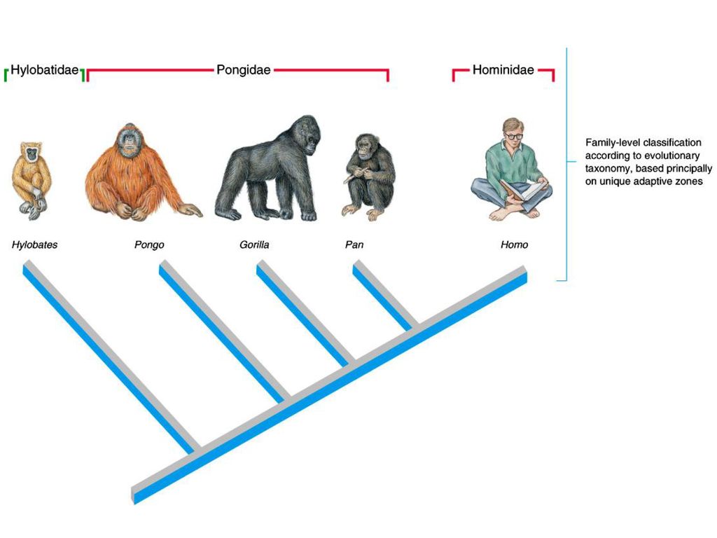 О принадлежности человека к семейству гоминид. Семейство понгиды. Понгиды это в биологии. Понгиды обезьяны. Понгиды и гоминиды.