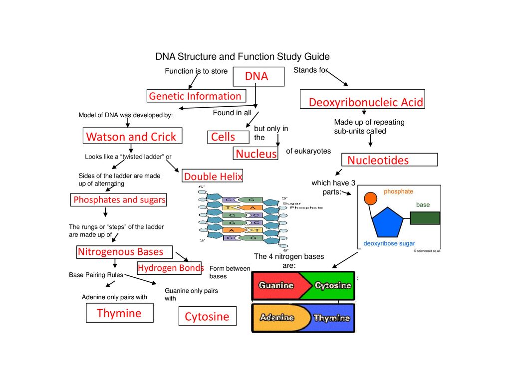 Dna Structure Concept Map - Oconto County Plat Map