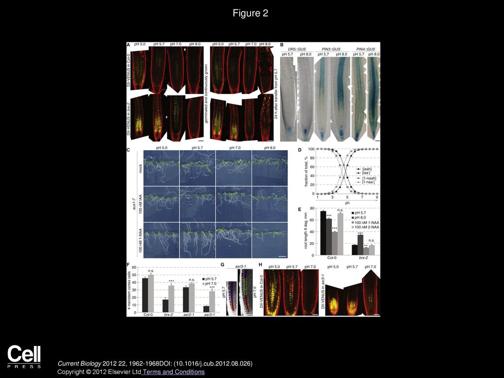 Figure 2 Override of Impaired Auxin Signaling in the Root Meristem by Neutral Media and Shifted pH Optimum of brx Roots.