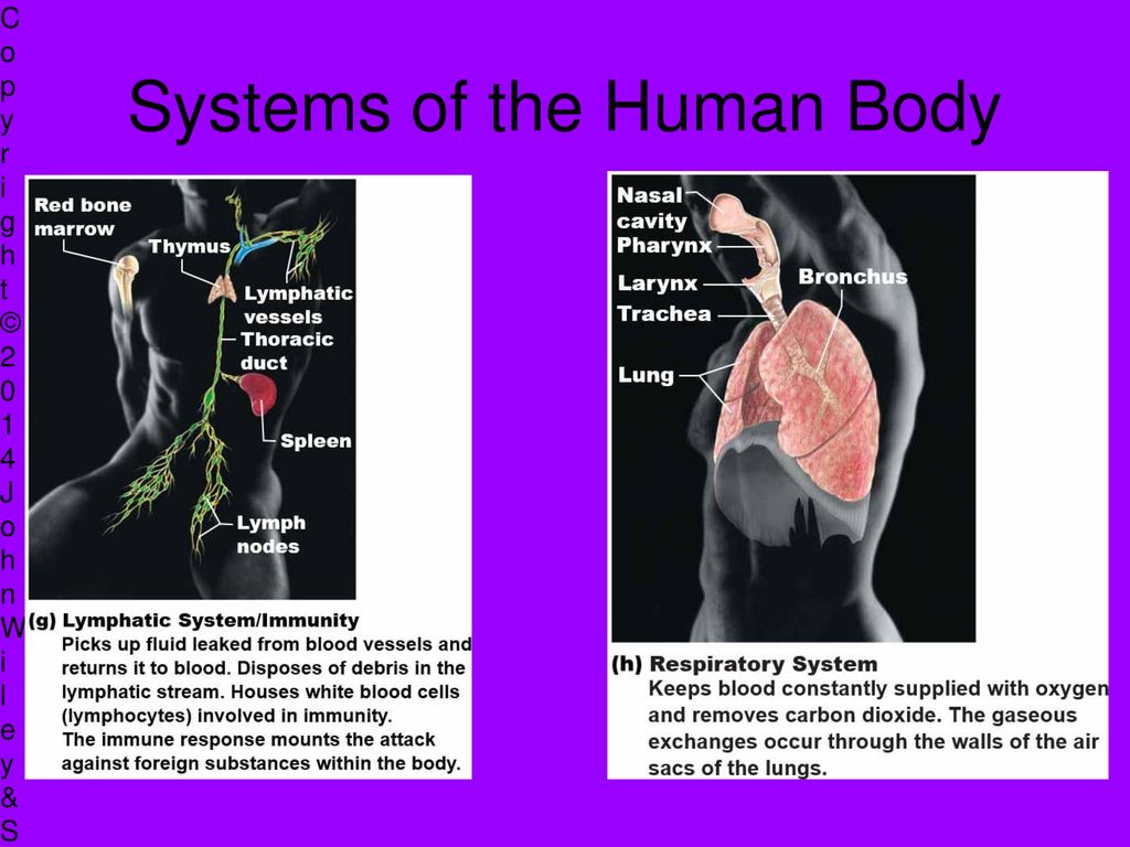 Human Anatomy Introduction Biology Diagrams