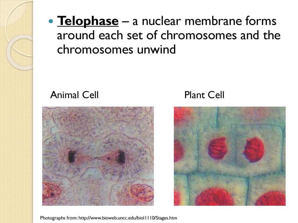Whatโs in the Nucleus? Genetic material Helix Found in the nucleus ... Biology Diagrams