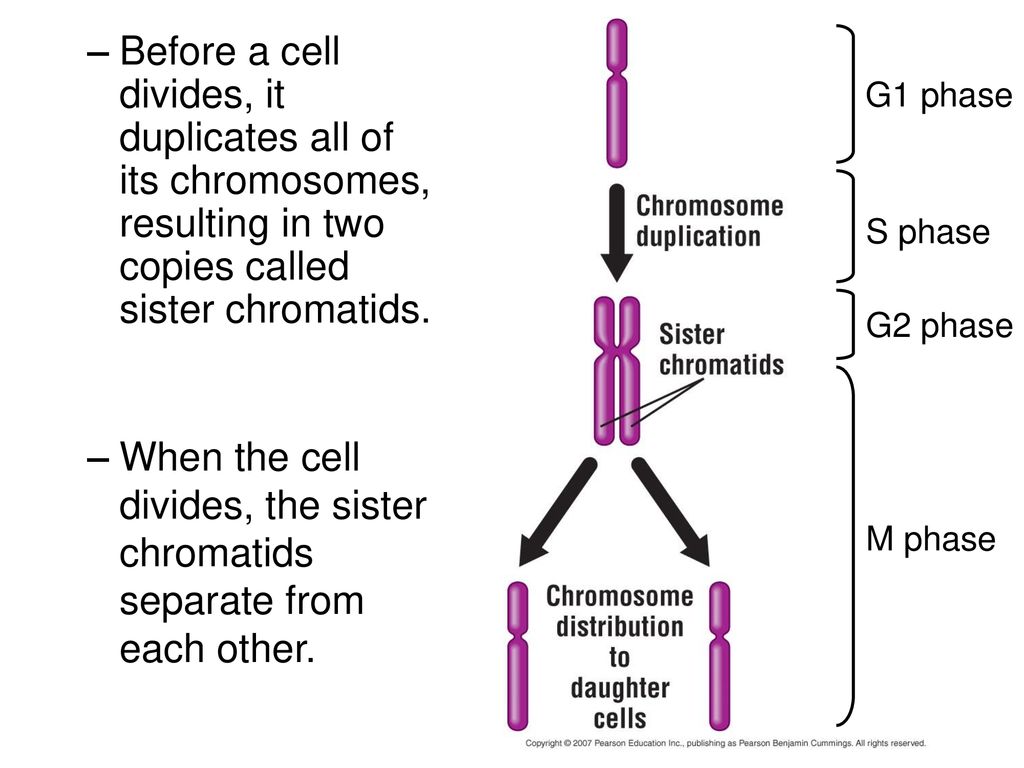 Cell Reproduction Check this out!! Breast cancer cells dividing: Biology Diagrams