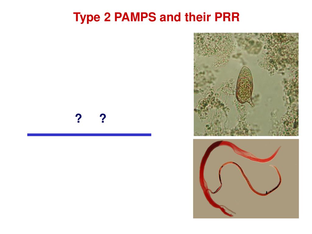 Type 2 PAMPS and their PRR