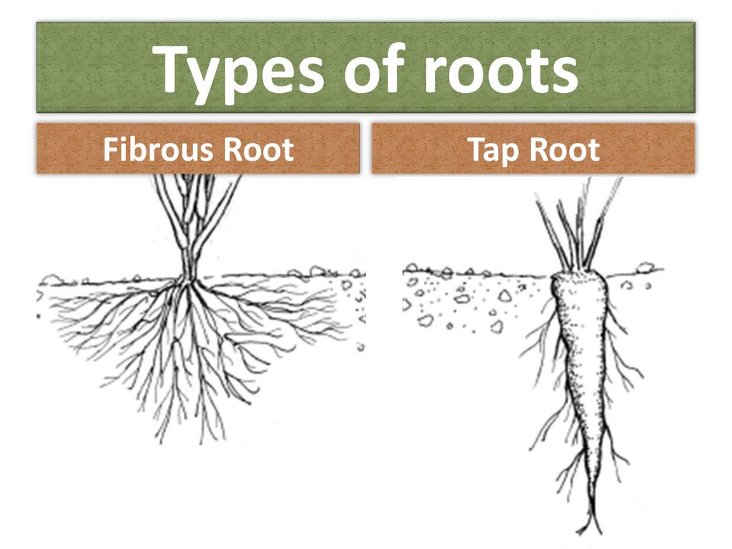 Root add. Types of roots. Fibrous root. Root structure. Root System Types.