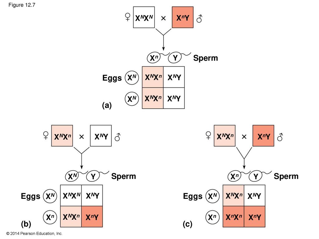 Sperm Eggs (a) Sperm Sperm Eggs Eggs (b) (c) XNXN XnY Xn Y XN XNXn XNY