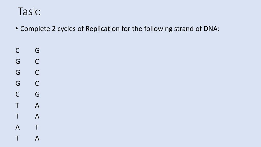 Task: Complete 2 cycles of Replication for the following strand of DNA: C G G C T A A T