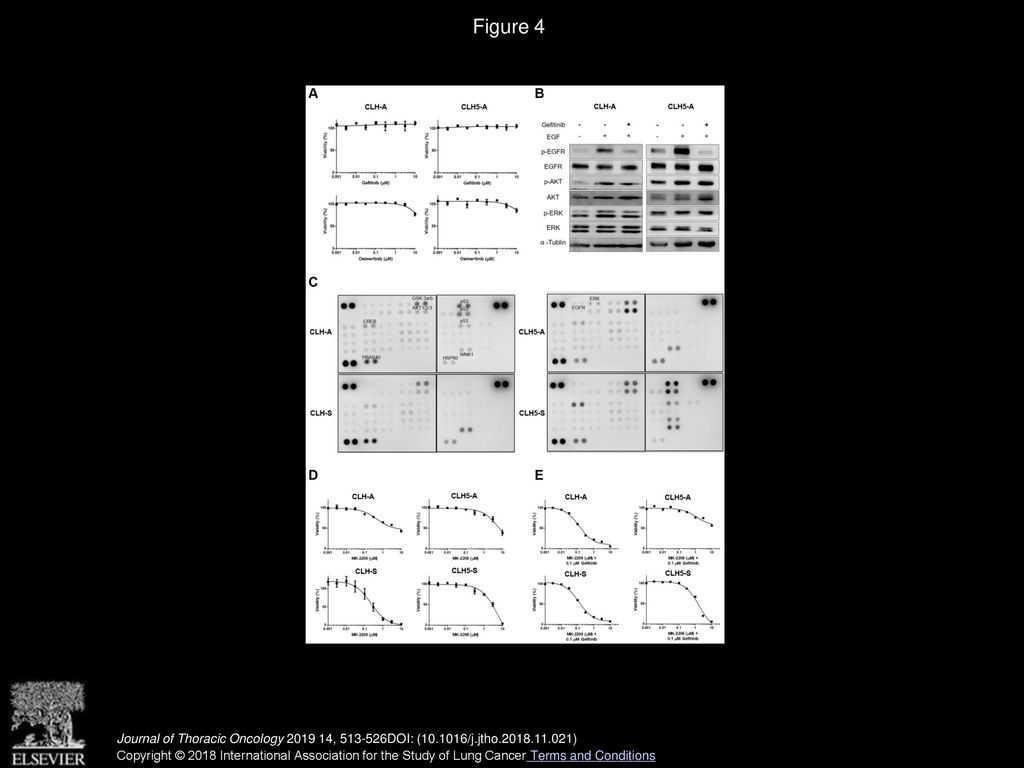 EGFR-Mutant SCLC Exhibits Heterogeneous Phenotypes and Resistance to ...