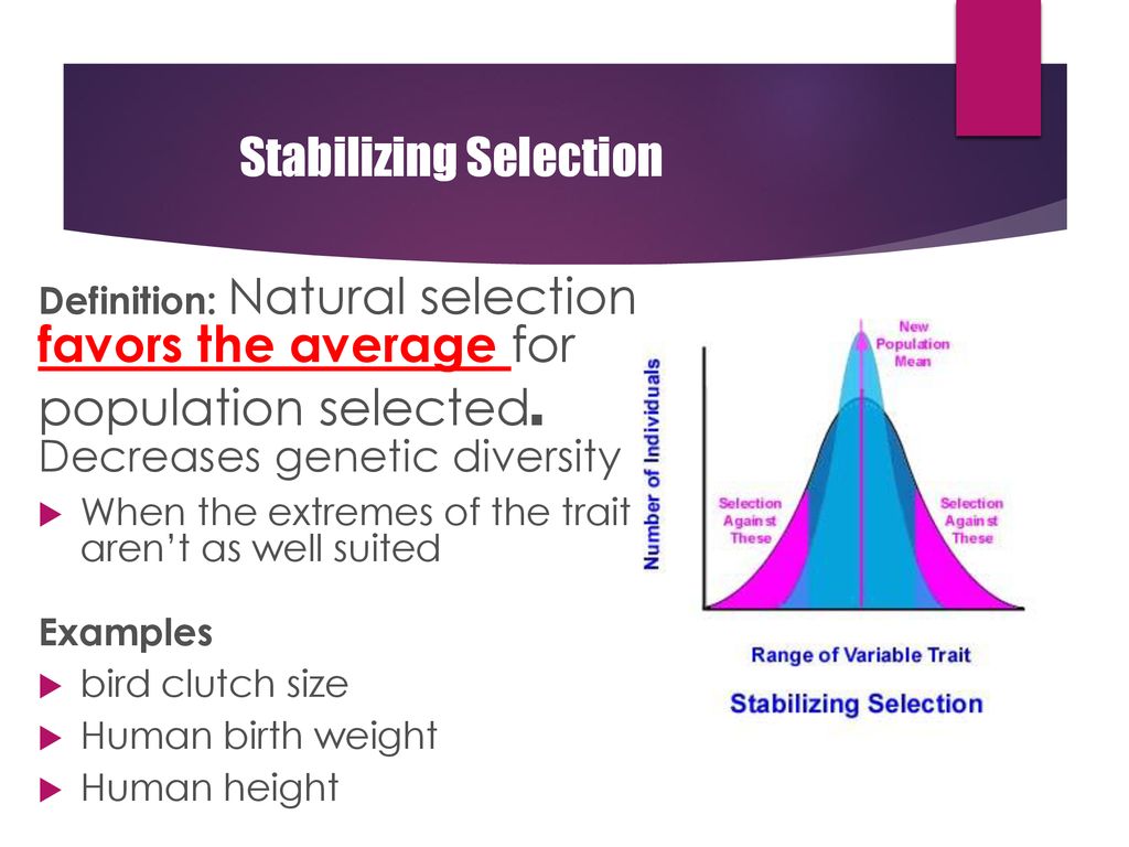 Stabilizing Selection: Definition, Examples, Causes