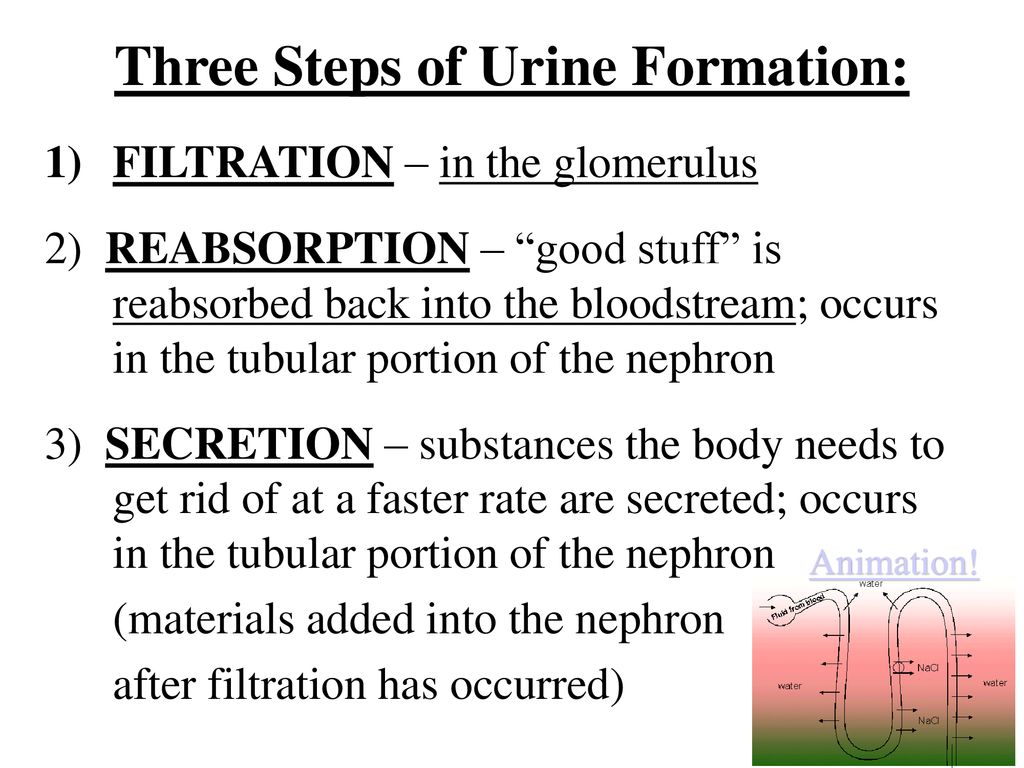 NOTES UNIT 9 part 2: Urinary (Excretory) System Urinary Processes - ppt  download