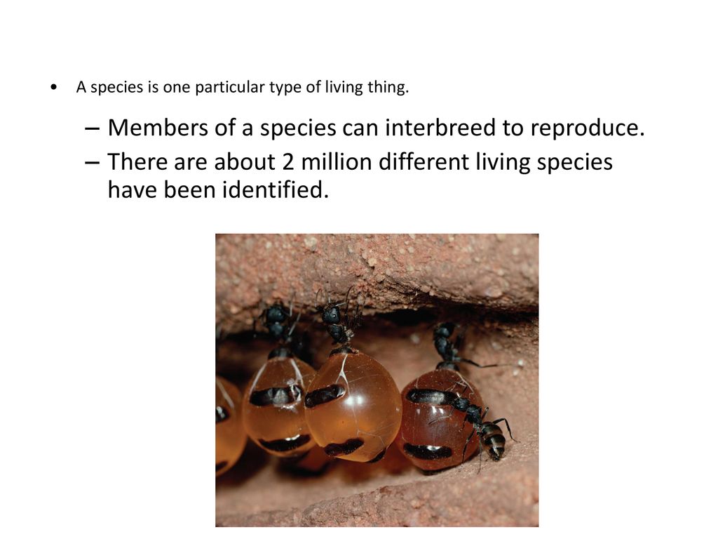 Members of a species can interbreed to reproduce.