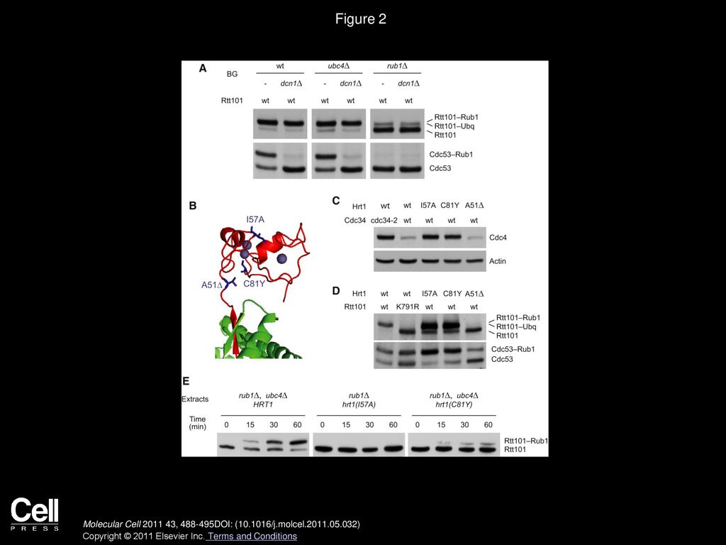 The TFIIH Subunit Tfb3 Regulates Cullin Neddylation ppt download