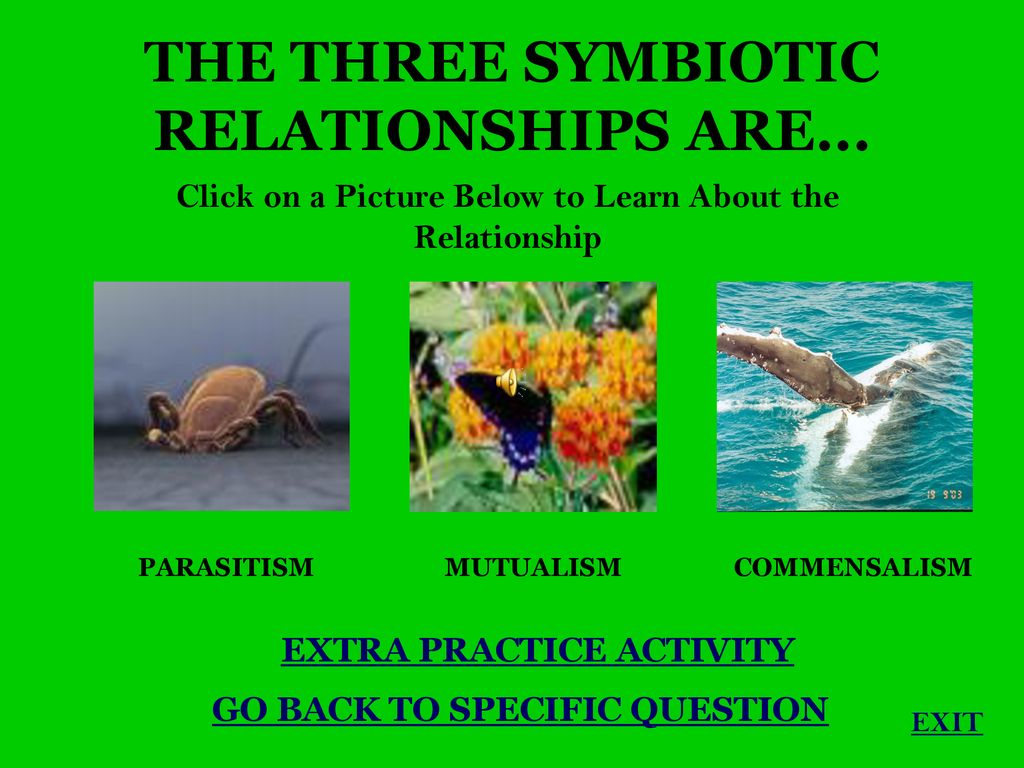 Symbiotic Relationships - ppt download