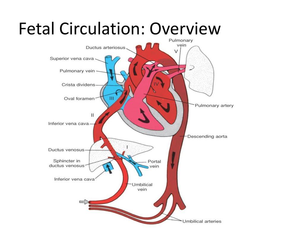 Fetal Circulation Pathway