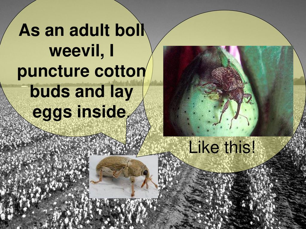 As an adult boll weevil, I puncture cotton buds and lay eggs inside.