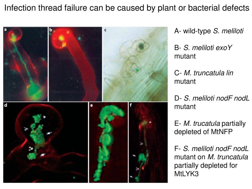 Infection thread failure can be caused by plant or bacterial defects